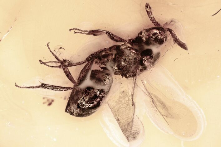 Detailed Fossil Wasp (Eurytomidae) In Baltic Amber #352719